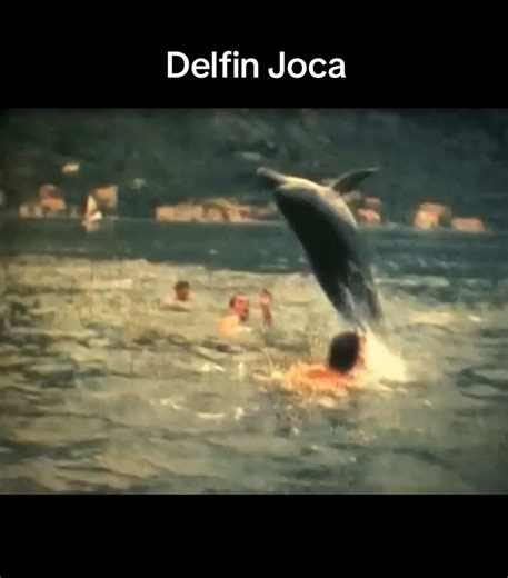 Priča o delfinu Jocu Još jedna priča sa jadranske obale i jedna od najemotivnijih hronika o prijateljstvu čovjeka i „divlje“ životinje na ovim prostorima. Iako smo je svi zvali Joco ili Joca, bila je to zapravo ženka „Jocika“. U Boku je doplivala 1986. godine i nastanila se u vodama zaliva, najviše oko Kotora i Prčnja. Za razliku od većine delfina koji bježe od ljudi, bila je izuzetno druželjubiva i brzo je postala prava turistička atrakcija i simbol Boke. Za njih kažu da su “ljudi u moru”, prip