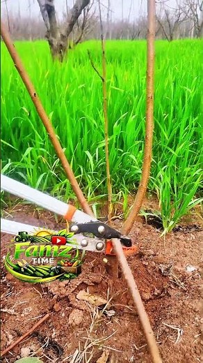Young Peach Tree Pruning | Better Growth & More Fruit 🍑#PeachTree #TreePruning #YoungPeachTree