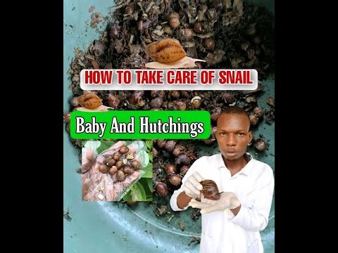 HOW TO TAKE CARE OF BABY SNAILS AND NEWLY HATCHED SNAIL.
