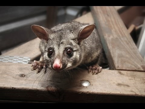 How to Get Rid of Possums From a Roof?