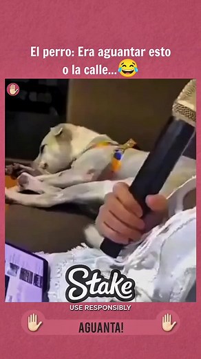 Perro Gracioso y su Mante Religieuse