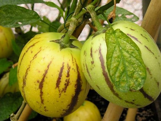 Poire-melon, pépino : semis, culture et récolte