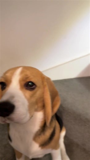 Join the Beagle Fun Trend Today!