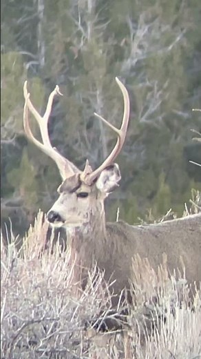 2022 Pre Rut- Mule Deer