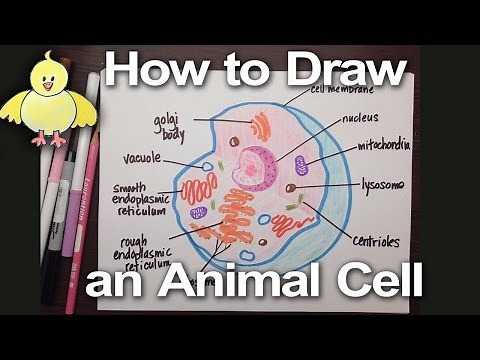 How to Draw an Animal Cell