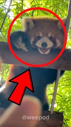 Proof That Red Pandas Are Living Stuffed Animals! 😱😂🐼