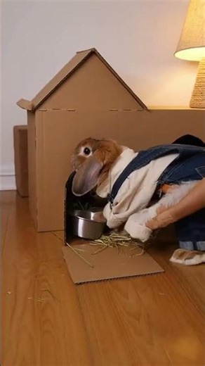 Cinnamon Rabbit Builds Luxury Burrow, Obviously