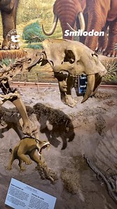 Discover the Mighty Smilodon: The Saber-Toothed Tiger of Prehistory