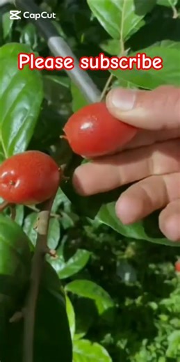silverberries fruits🍒🍎#shorts#shorts video#YouTube shorts#gardening#how to harvest