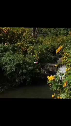 Exploring Aesthetic Videos and Edits