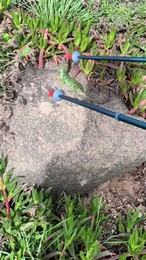 Catching a lizard with giant chopsticks 🦎