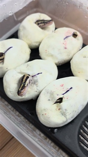 New baby ball pythons taking their first breath and look at the world! #ballpython #babysnake