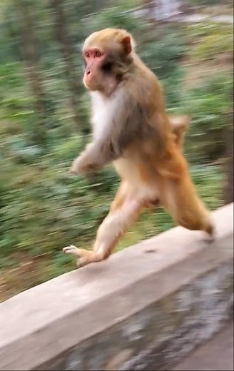 1.2K views · 59 reactions | Funny Monkey Running And Jumping | Daily Interesting Stories | Facebook