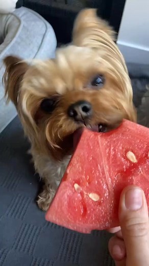 122K views · 3.4K reactions | Adorable yorkie ❤️ #yorkshireterrier #yorkshireterriers #yorkshire | Yorkshire Terrier Lovers | Facebook