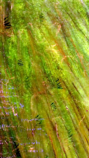 15.Learn the ABCs in Lower-Case_ 'n' is for newt and nest