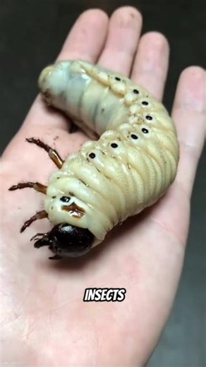 The Largest Bugs on Earth