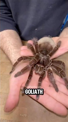 3 of the Biggest Tarantulas on Earth 🕷️