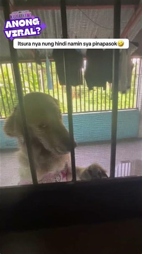 Galit ang aso na ‘yan? | Dami Mong Alam, Kuya Kim!