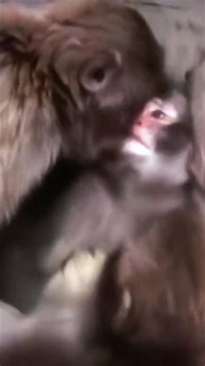 Punch cried… and something impossible happened