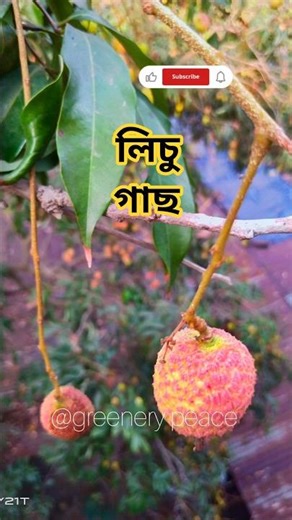 লিচু গাছের কলম litchi tree at home #shorts #youtubeshorts #fruit #gardening #viralvideo #litchi