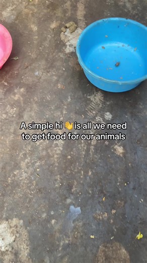 How a Simple Hi Can Feed Our Dogs