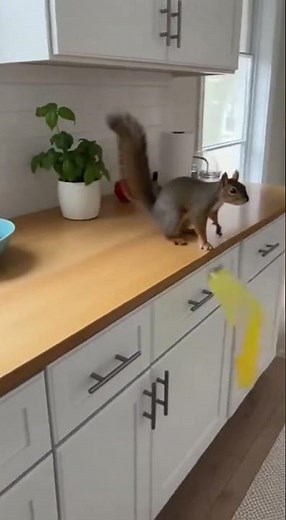 Surprise Visitor: Squirrel in the Kitchen