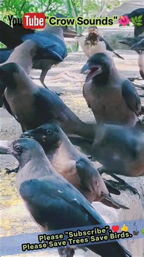 Crow Sounds 🐦‍⬛🥰✨| Hungry Crow Sounds For Food 🐦‍⬛🥪| Crow Voice🐦‍⬛🌳|