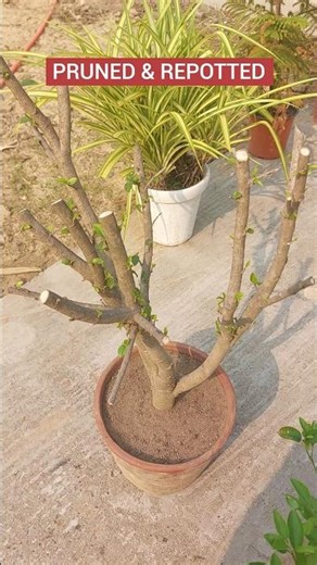 Hibiscus Plant Pruning and Repotting Tips