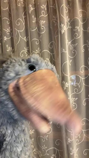 #handpuppet #shoebill #relate #fypシ #funny | Puppet