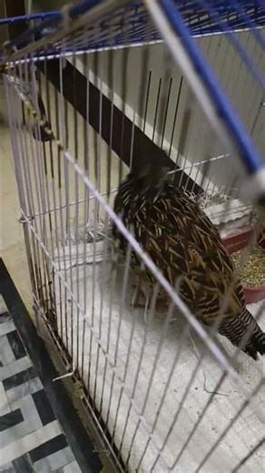 Teeter finding ways to ran away from the cage #teeter