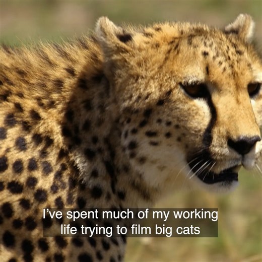 13K views · 123 reactions | The Secret Life of Big Cats - Watch Now on Curiosity Stream! | Curiosity Stream | Facebook