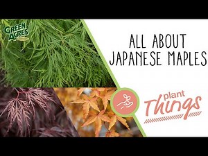 How to Choose and Care for Japanese Maples!