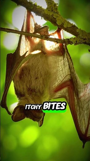 This Tiny Bat Eats 1,000 Mosquitoes an Hour! 😱🦟 #bats #didyouknow #animals