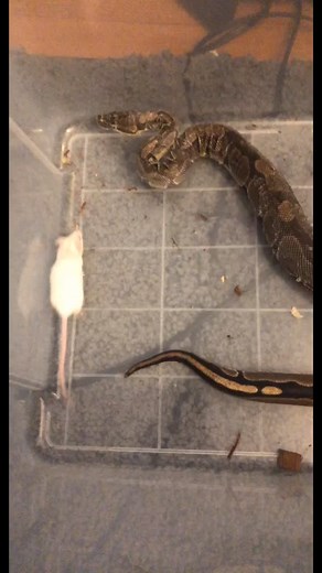 #BallPython #Fyp #Mice #LiveFeeding #Snakes #Pets #Constrictors #HolidayTreats