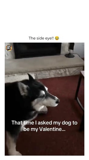 Busted Tees on Instagram: "I have NEVER seen a dog back off a treat like that before credits to owner: @toooturntttina Follow @bustedtees for more! Watch this hilarious Husky side eye moment as this sassy pup gives their owner the cold shoulder! In this viral-worthy clip, a pet parent asks, "Will you be my Valentine?" while offering a Milk-Bone treat, only to be met with pure Husky sass and a judgmental stare that says it all. If you love funny animal reactions, dramatic dogs, and relatable pet 