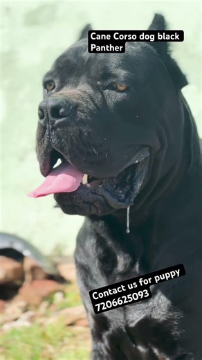 Cane Corso dog #newsong #haryanvisong #love #song #dog #dogbreed #canecorso #dogshorts #viral #short