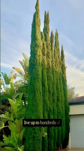 Episode 200 | Plant of the Day - Italian Cypress