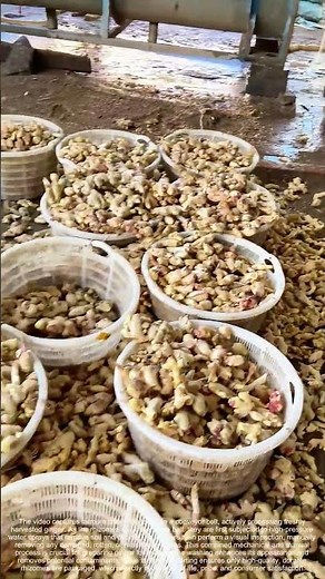 Sorting the Roots: The Conveyor Belt Journey of Ginger