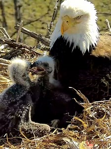136K views · 4.7K reactions | A perfect family portrait. | explore.org | Facebook