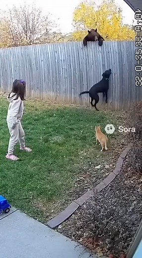 2.8K views · 21 reactions | Hero Dog Saves Girl from Bear Attack Unbelievable Footage #bear #scary #aiart | Guardian Angels Cat Rescue & Adoption Shelter | Facebook