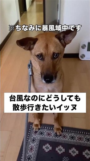 台風暴風域なのにどうしても散歩行きたくて目で訴えてくる愛犬 #保護犬 #大型犬 #台風 #shorts