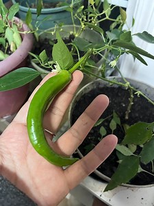Zhangshugang Pepper 10 Seeds 樟树港   Free Vege or Flower Seeds | Free US Shipping - Etsy