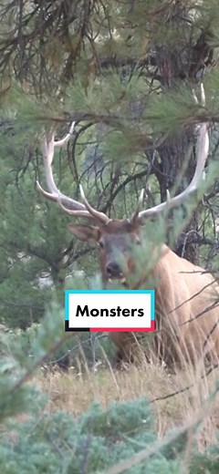 Incredible Elk Hunting Experience: Bull Elk Screaming Up Close!