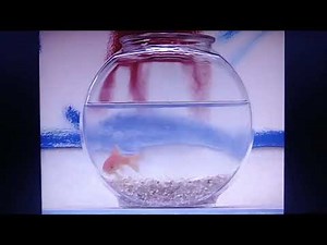 Elmo's World Exercise Intro