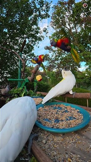 Lorikeet Flyover Warning! ⚡ Slow Motion Bird Drama