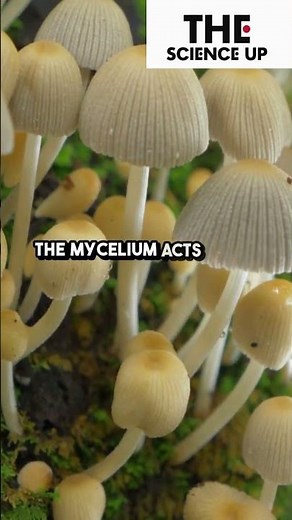 Mushroom-Controlled Robot: The Future of Biohybrid Technology | The Science UP
