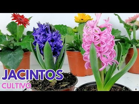 jacintos cuidados y cultivo Hyacinthus CHUYITO JARDINERO