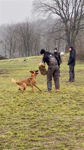 Koda Malinois - IGP Protection Dog Training 🔥 #dogtraining #malinois