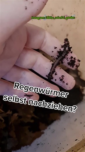 Regenwurmkompost - Tipps zur Haltung und Nachzucht von Regenwürmern
