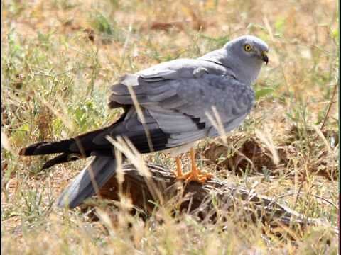 Wiesenweihe Ruf (Circus pygargus)
